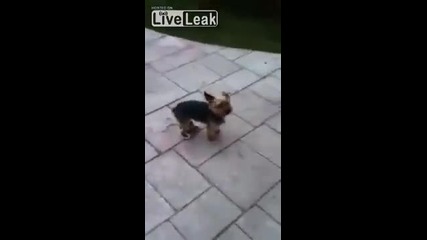 куче което тича на предните си крака