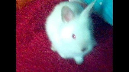 My Bunny - Глезла