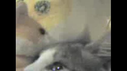 kote
