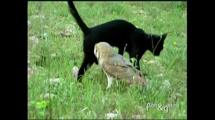 Забавно приятелство между котка и сова