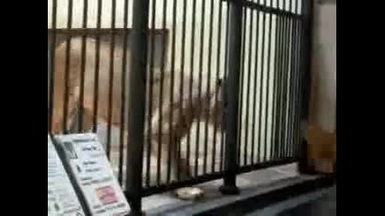 лъв си играе с метла