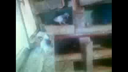 enver mrisnika.3gp