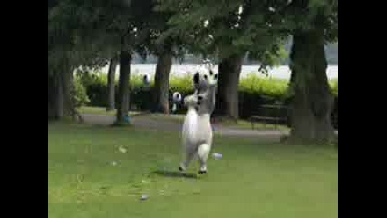 Polar Bear - Ballon