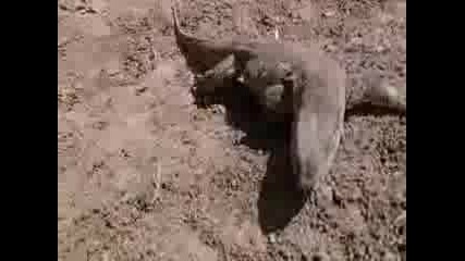 Monitor Lizard Vs Lions
