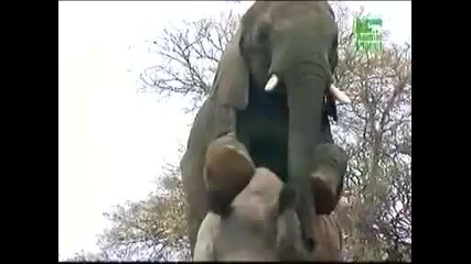 Откачено - слон клеца носорог !!! 