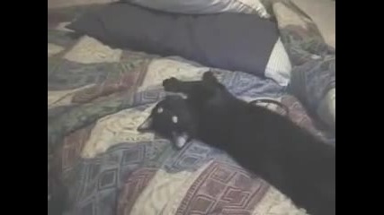 Мързелива и псуваща котка
