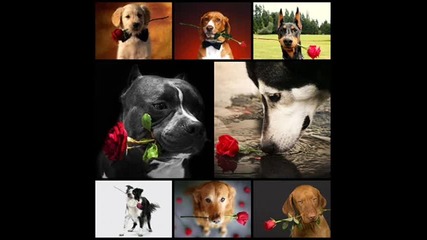 Romantic Puppis