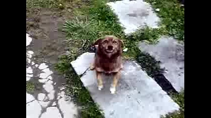 Кучешки Подскоци Смях :d