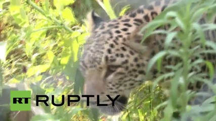 Russia: From Paris with spots! Sochi’s new leopard warms up to Russian climates