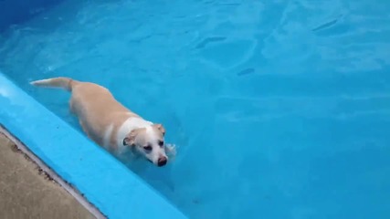 Това куче се опита да захапе течашта вода и падна в басейна