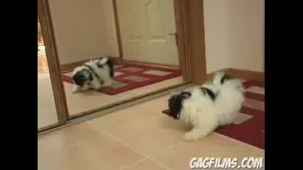 Dog vs Mirror; Смях 