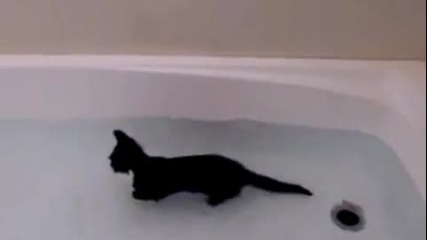 Водолюбива котка - - Голяма игра с топче ..