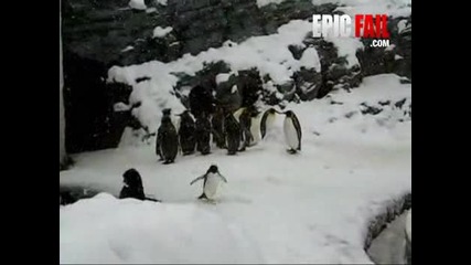 Пингвинът от Весели крачета в реалния живот