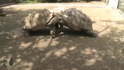 Удивителни факти за животните. Силата на костенурката