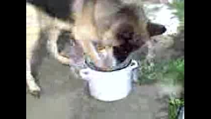 Лудо Куче