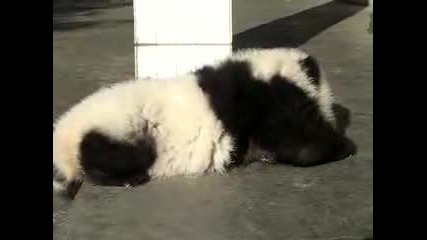 panda 
