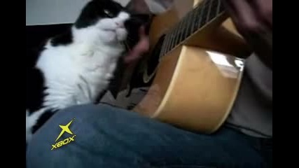 Музикална котка