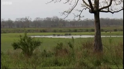 Poachers rhino trap demonstration - Saving Planet Earth Rhino - Bbc 