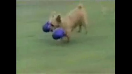 Смешни кучета xd 