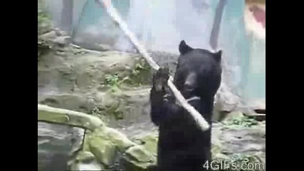 Кунг - фу мечка