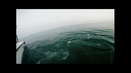 Best Shark Attack Video