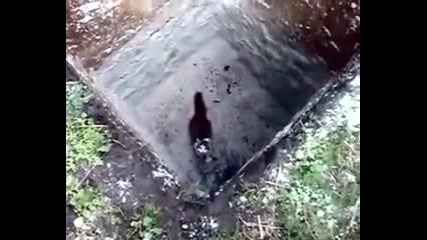 Котка не може да излезе от яма ..