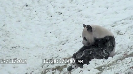 Ето как една панда се забавлява през зимата!