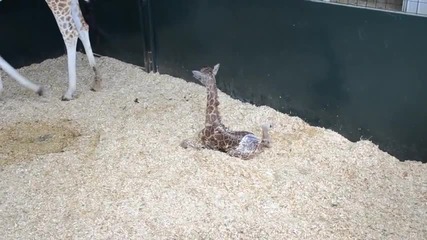 Бебе жираф опитва да стане за пръв път