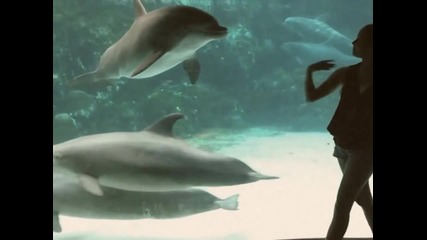 Момиче кара делфинче да се смее