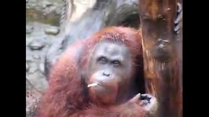 Орангутан пуши цигари