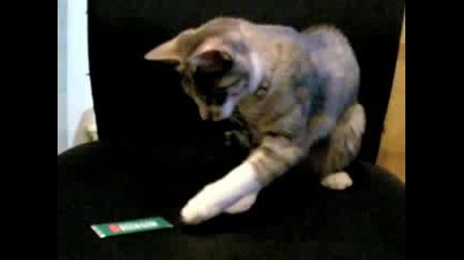 На котка са и интересни дъвките