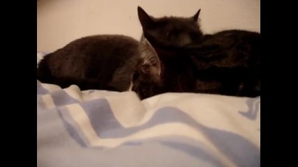 две котки си дръндолят на котешки