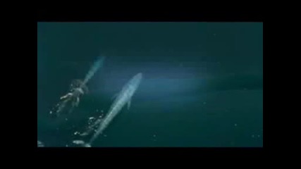 Най голямото живо същество на планетата!