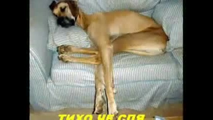 Смешни Животни!!!