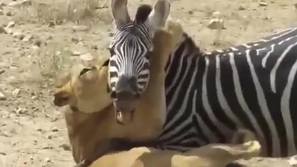 Борба за живот - Зебра срещу лъв