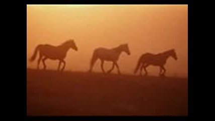 Fotos De Caballos
