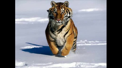 Animal pics