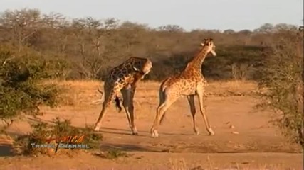 Дивата Природа - Жирафи в двубой
