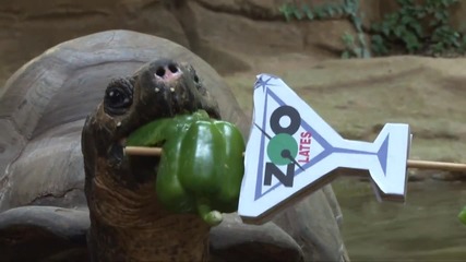 Party animals prepare for Zoo Lates at Zsl London Zoo