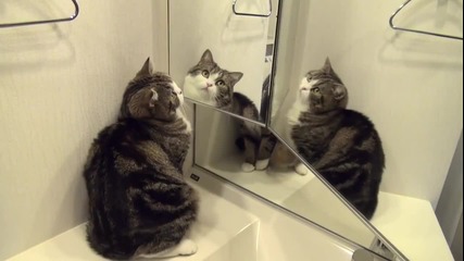 Котето Мару пред огледалото ..