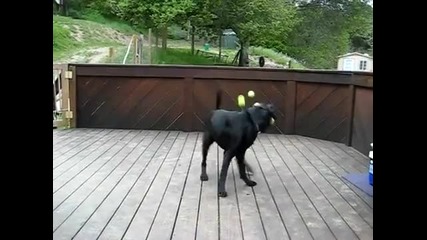 Хвани топката куче