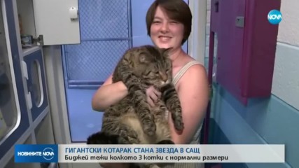 Гигантска котка стана звезда в САЩ