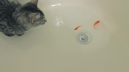 (hd) Котката Найла срещу рибки