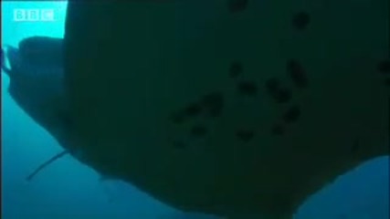 Swimming with a Manta Ray - Shark Therapy - Big Sharks - Bbc Wildlife 