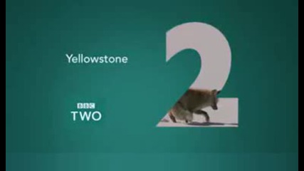 Fox Snow Dive - Yellowstone