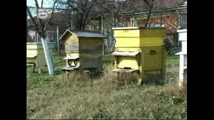 Избраха Цар на пчеларите - 29.11.2009г. 