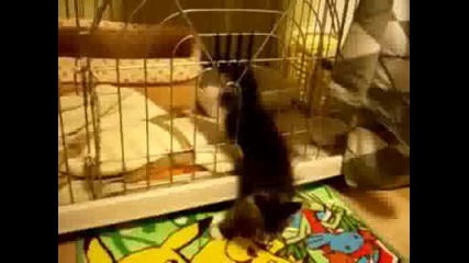 Котка Беглец - смях 