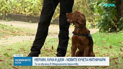 Новите кучета митничари: Мерлин, Луна и Дюи официално се присъединиха към Агенция „Митници“
