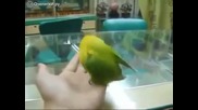 Папагал издава звуци на сек*