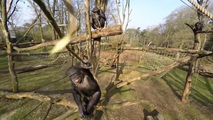 Шимпанзе сваля безпилотен самолет